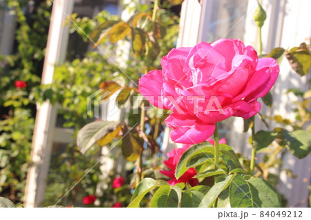 しっとりと赤いバラ しっとりと赤いバラ 84049212