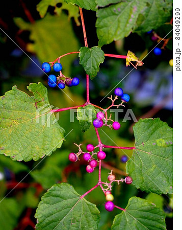川辺の野葡萄（色とりどりのノブドウの実と蔓と葉） 84049299