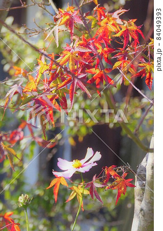 カエデとコスモス 84049393