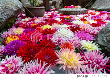 奈良　岡寺のボタンの花 84049666