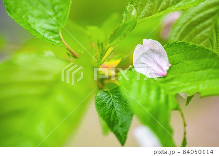 花びらがひとつ。散り始め 84050114