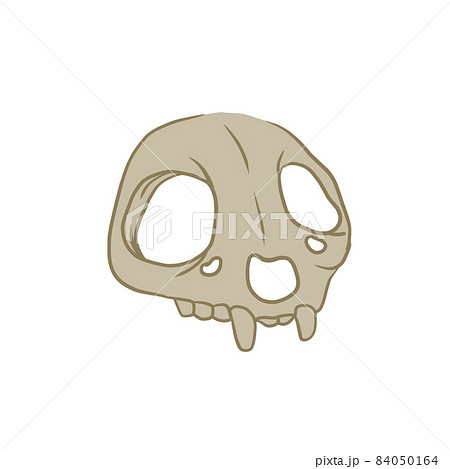 Cat skull. Dead head of pet. Bones for Halloween. Outline cartoon 84050164