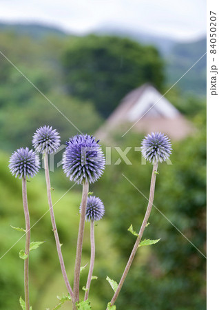 ヒゴタイの咲く三河内 84050207