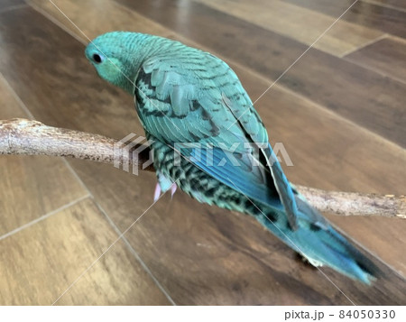 ターコイズブルーのサザナミインコ 84050330