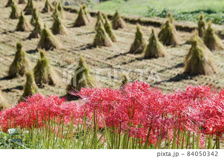 農村風景秋　稲刈り後の田とヒガンバナ 84050342
