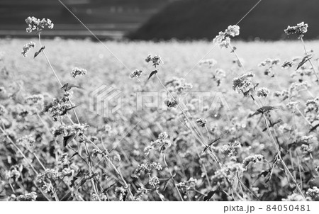 そばの花 蕎麦畑 朝 そばの花 蕎麦畑 朝 84050481