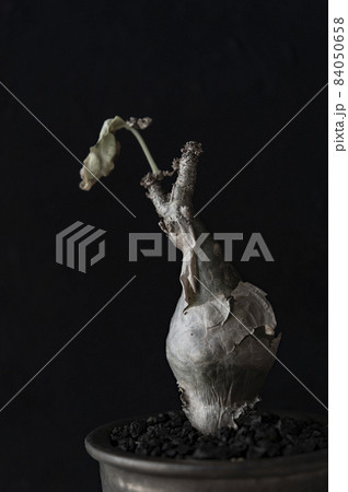 キフォステンマ・ベティフォルメ 84050658