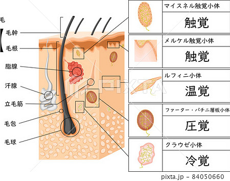 皮膚感覚　イラスト　日本語 84050660
