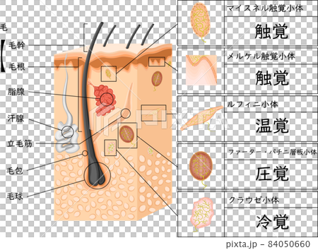 皮膚感覚 イラスト 日本語のイラスト素材 [84050660] - PIXTA