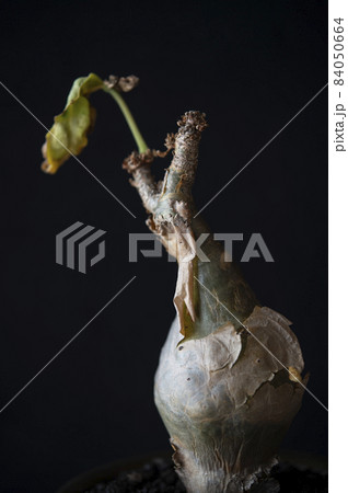 キフォステンマ・ベティフォルメ 84050664