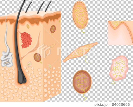 皮膚感覺圖 84050666