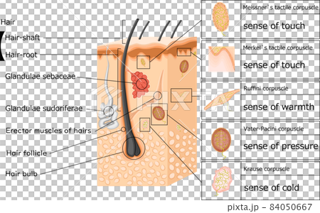 皮膚感覺圖英語 皮膚感覺圖英語 84050667