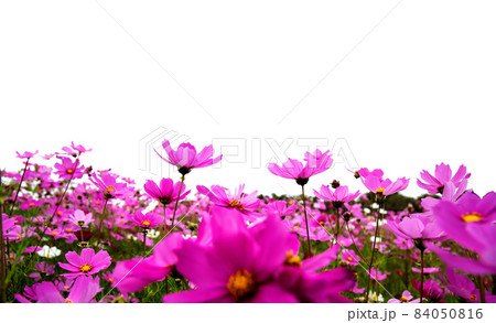 Pink cosmos flower field, cut ridge with green leaves Bloom in summer There is beauty on the white background. Pink cosmos flower field, cut ridge with green leaves Bloom in summer There is beauty on the white background. 84050816