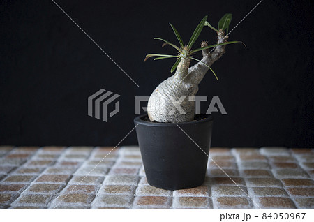 パキポディウム・グラキリス 84050967