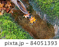 紅葉 紅葉 84051393