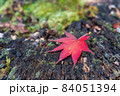 紅葉の落ち葉 紅葉の落ち葉 84051394