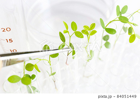 研究イメージ　バイオテクノロジー 84051449