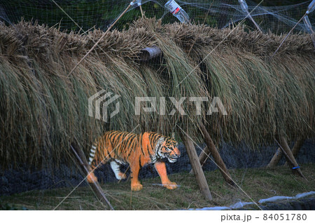 トラと稲穂の天日干し 84051780