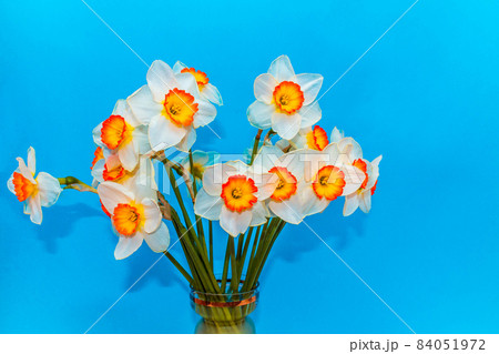 The white narcissus. Spring Flower. Bouquet of narcissus in a vase. The white narcissus. Spring Flower. Bouquet of narcissus in a vase. 84051972