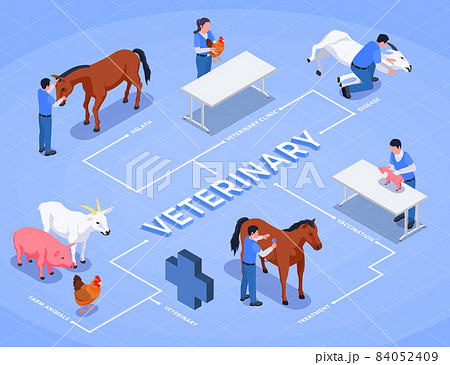 Farm Animals Veterinary Isometric Flowchart 84052409