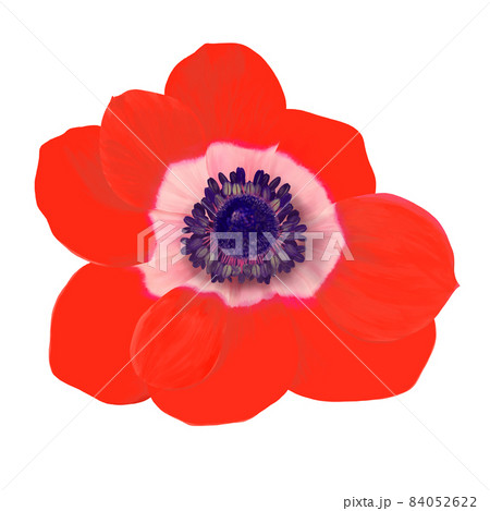 手描きの赤いアネモネの花のイラスト素材