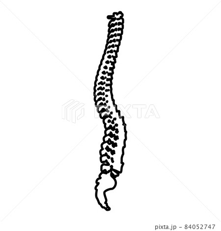Spinal vertebral column spine backbone contour outline icon black color vector illustration flat style image Spinal vertebral column spine backbone contour outline icon black color vector illustration flat style image 84052747