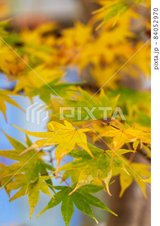 紅葉 84052970