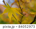 紅葉 紅葉 84052973