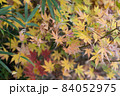 紅葉の落ち葉 紅葉の落ち葉 84052975