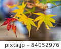 紅葉 紅葉 84052976