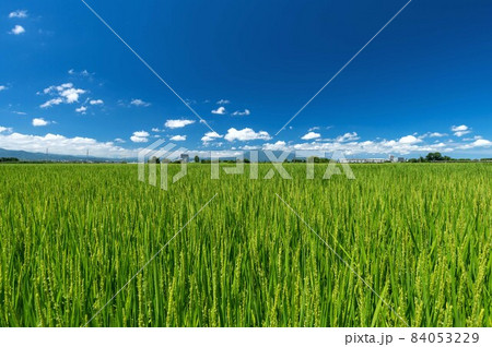 【青森県津軽平野】津軽富士岩木山を眺めながら津軽平野を走る田んぼ鉄道（弘南鉄道） 84053229