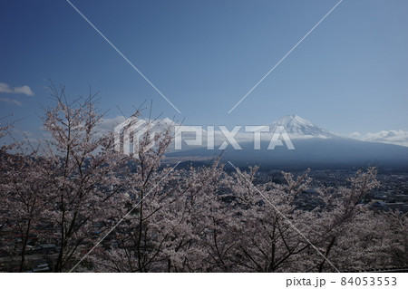 山梨県の新倉山浅間公園から望む青空に映える桜と富士山 84053553