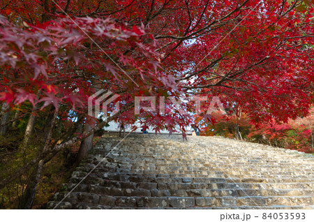 神護寺の紅葉 神護寺の紅葉 84053593