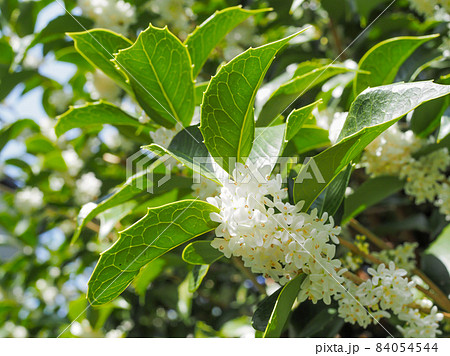 ヒイラギ木犀の花 84054544