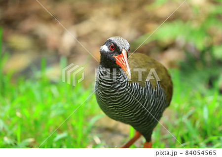 ヤンバルクイナ ヤンバルクイナ 84054565