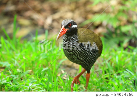 ヤンバルクイナ ヤンバルクイナ 84054566