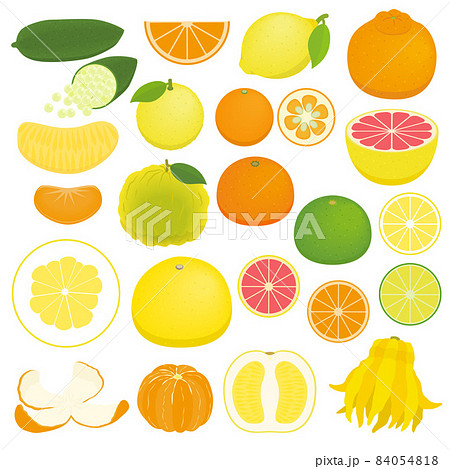 柑橘類のイラストセット 84054818