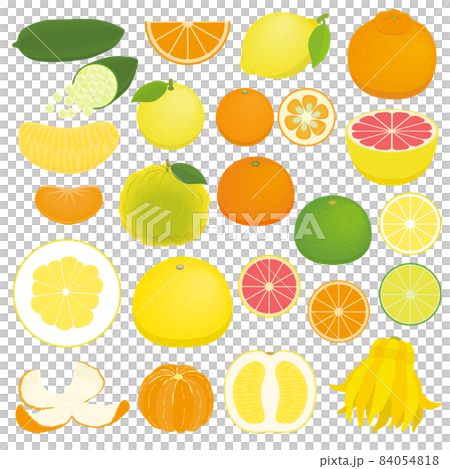 柑橘類のイラストセット 84054818