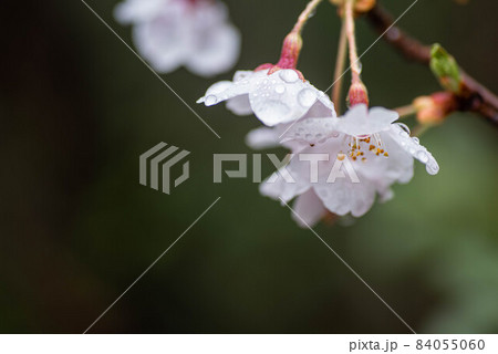 雨に濡れた桜の花 84055060