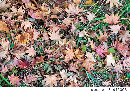 紅葉の落ち葉 紅葉の落ち葉 84055068