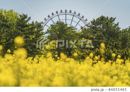 大観覧車と菜の花畑【茨城県・ひたちなか市・国営ひたち海浜公園】 84055465