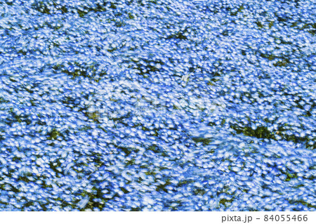 春風にゆられるネモフィラ花畑【茨城県・ひたちなか市・国営ひたち海浜公園】 84055466