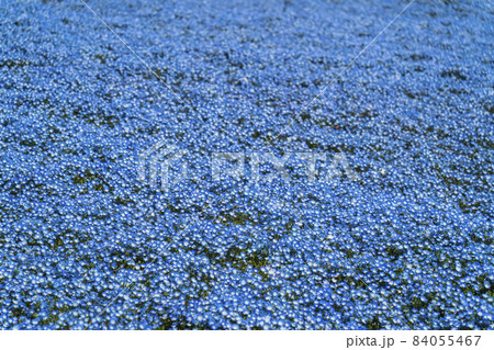 ネモフィラ花畑 茨城県 ひたちなか市 国営ひたち海浜公園 の写真素材