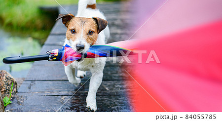 Dog fetches colorful umbrella under rain. Background for meteorology or weather forecast concept. 84055785