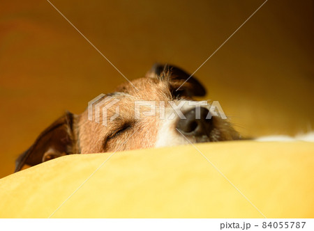 Cute lazy dog sleeping on sofa pillow during midday sloth time Cute lazy dog sleeping on sofa pillow during midday sloth time 84055787