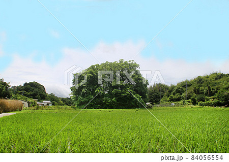 鎮守の杜（鎮守の森）　三生神社（亥の森）和歌山市 84056554