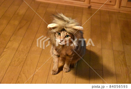 ライオンのたてがみの帽子をかぶったコスプレ仔猫 84056593