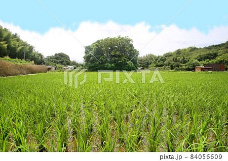 鎮守の杜(鎮守の森) 三生神社(亥の森)和歌山市 鎮守の杜(鎮守の森) 三生神社(亥の森)和歌山市 84056609