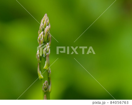 アスパラガス アスパラガス 84056763