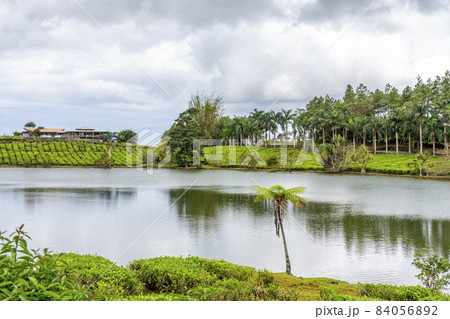 Green tea plantations near lake, high in the mountains in Mauritius island 84056892